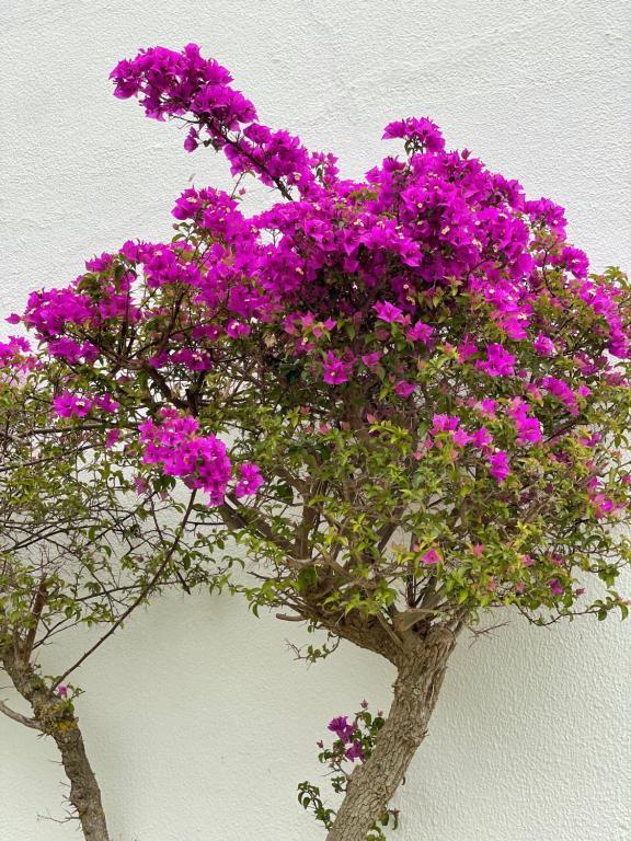 Fewo Cesar Manrique - Albufeira, Portugal エクステリア 写真